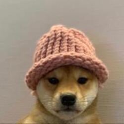 Криптовалюта dogwifhat dogwifhat WIF