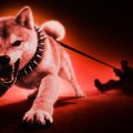Is Shiba Inu (SHIB) Dead? On-Chain Data Shows a Sad Reality Is Shiba Inu (SHIB) Dead? On-Chain Data Shows a Sad Reality